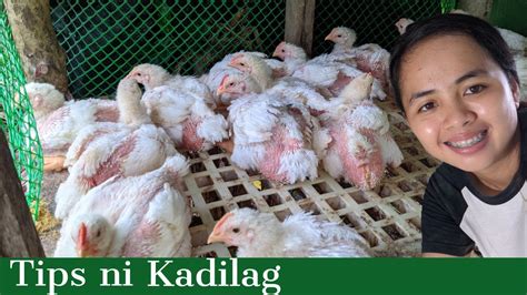 Mga Pagkain Ng 45 Days Na Manok.